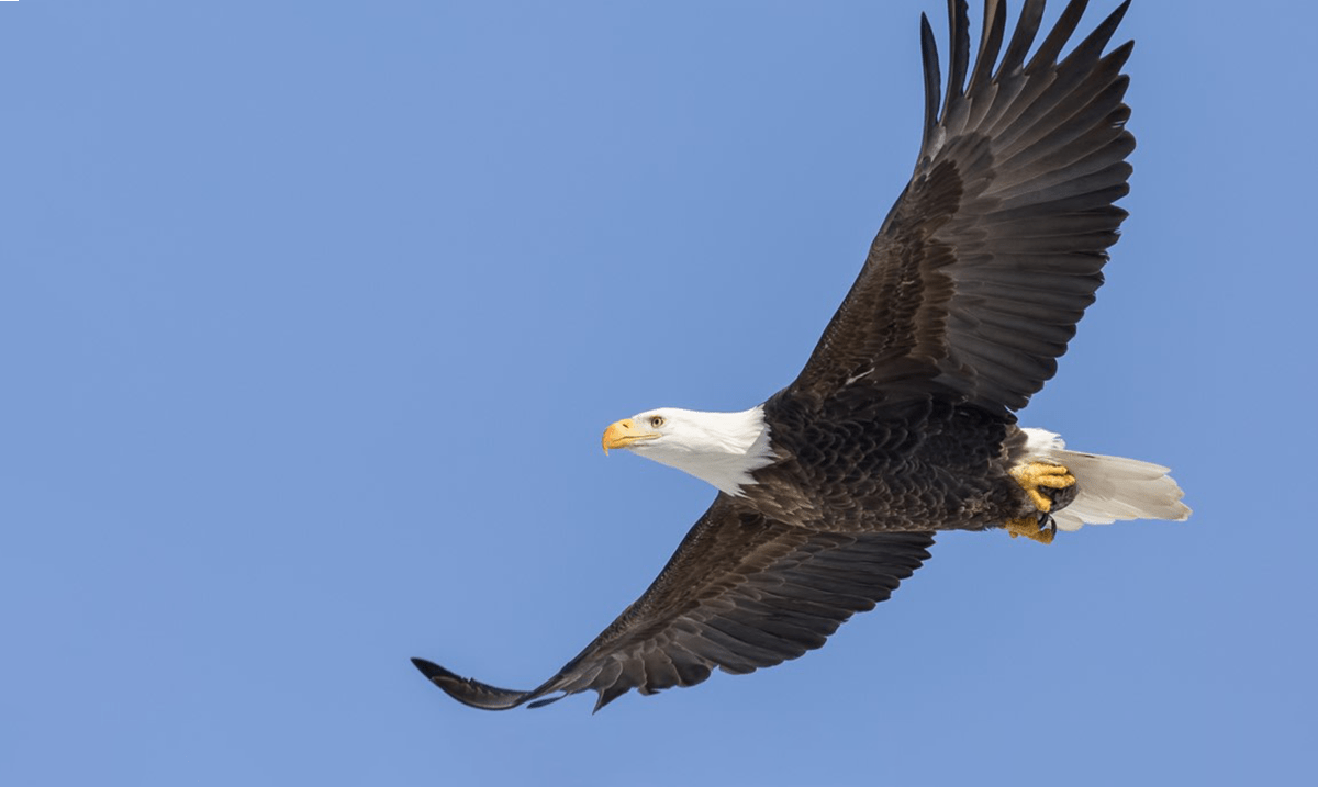 Local News Coverage of Bald Eagles Misses Successes by Shaming
