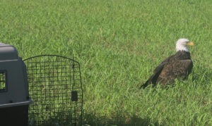 Bald Eagle - Wilson's Creek National Battlefield